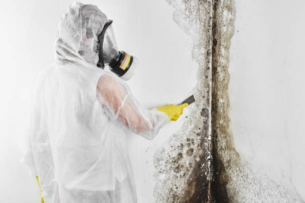 Best Biohazard Mold Removal  in Jeffersontown, KY